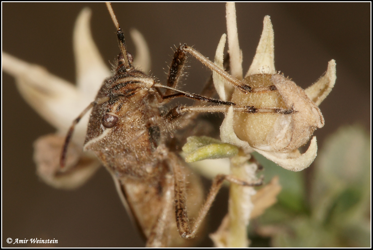 Heteroptera  d''Israele